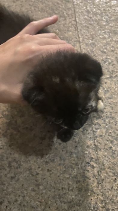 Котенок домашняя