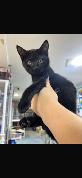 Отдам кошечку в добрые руки