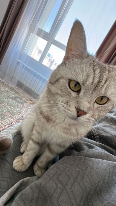 Ласковый кот ищет дом