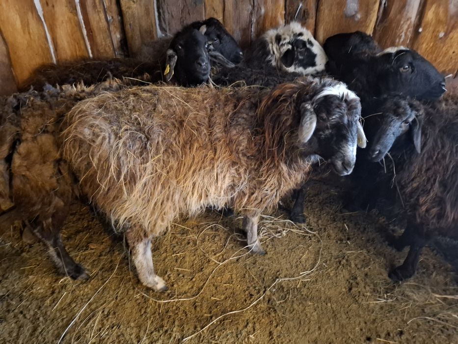 Продаётся токты ярки, секи бараны