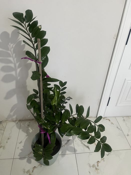 доллар гүл сатылады