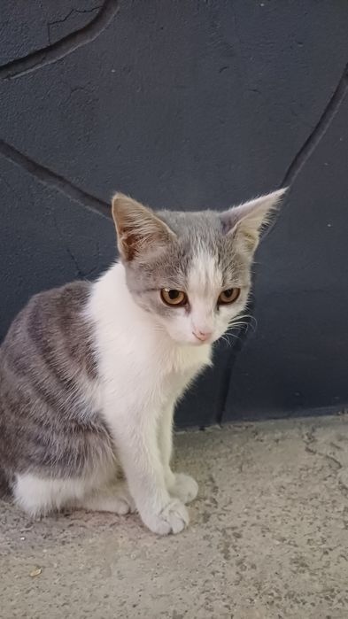 Котенок ищет дом