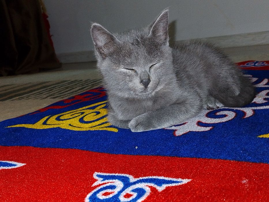 Британский кошка