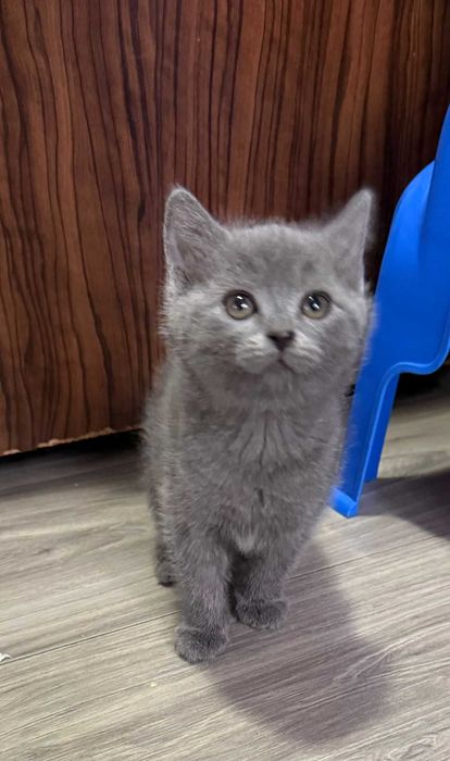 British Shorthair