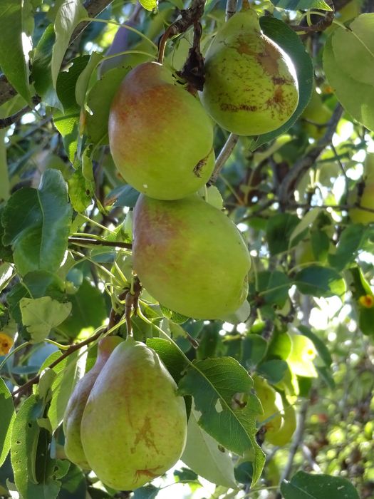 Дачу в горах продам.