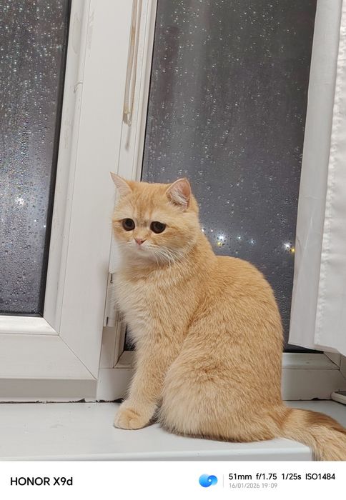 Британская шиншилла 1год