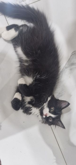 Котенок 3-4 месяца