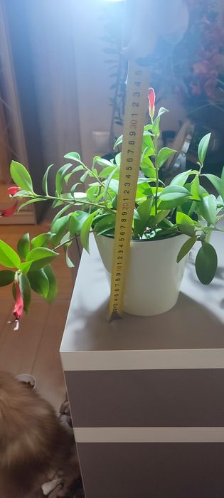 Эсхинантус комнатный цветок