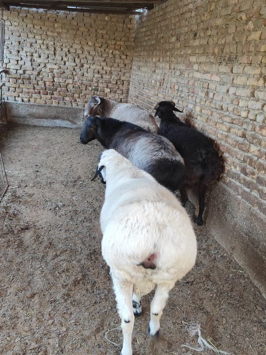 Qo'chqorlar sotiladi tezda badani semiz yeyishi