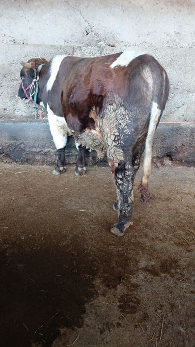 Бука сатылады семыз