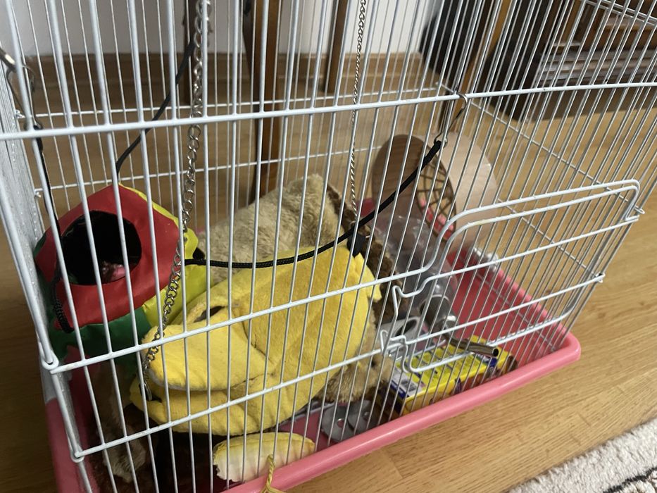 крыски, клеткиии