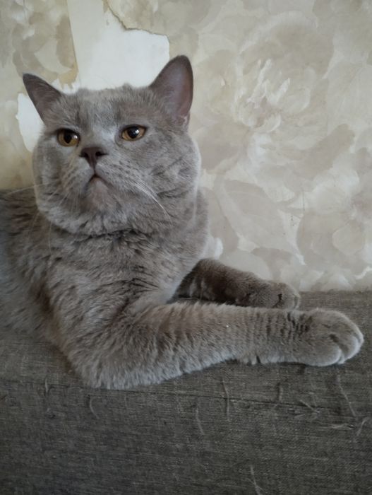 Радость(котятки) для серьезных людей