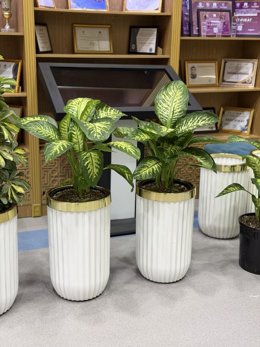 Живые растения в горшках для офиса ресторана и дома