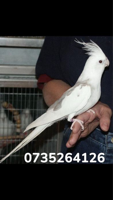 Nimfe perechi si tineret!