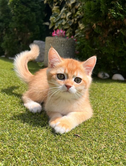 British Shorthair Băiețel iubitor golden chinchilla!