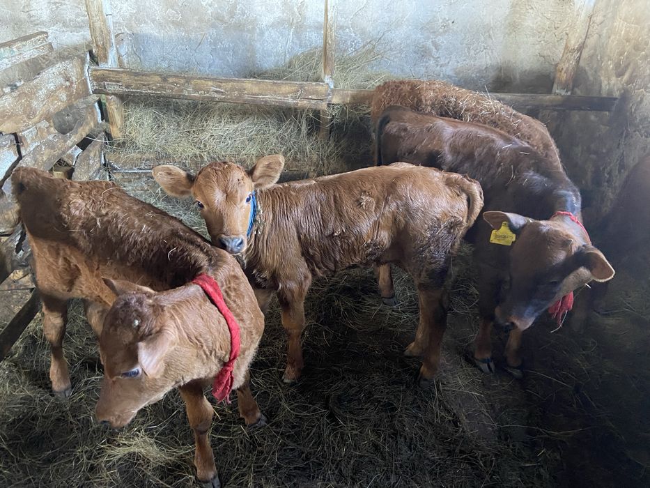 Телята Бузаулар сатылады