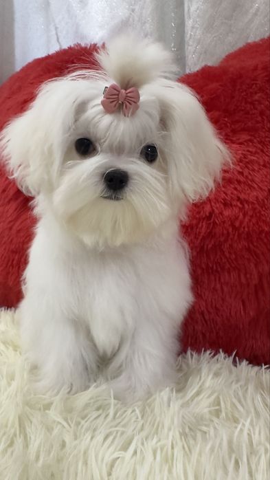 Супер девочка мальтезе  беби фейс