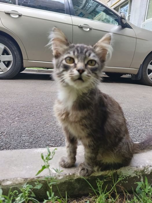 Котёнок в добрые руки