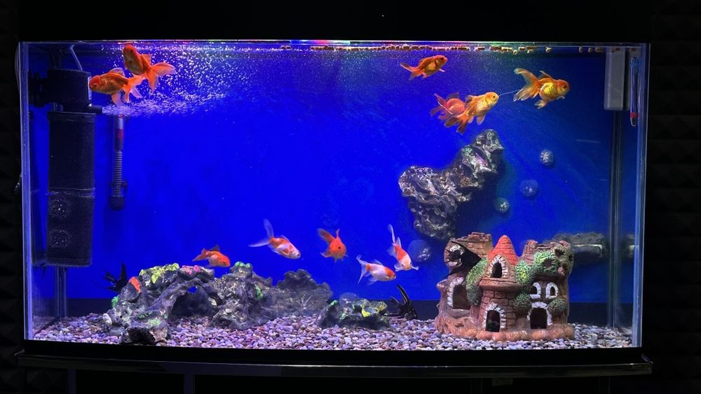 Aranda baliqlar sotiladi