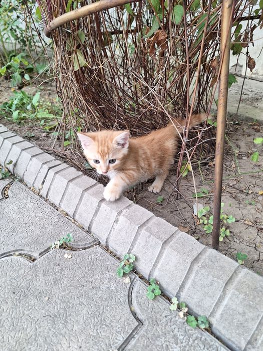 Отдам котят в хорошие руки
