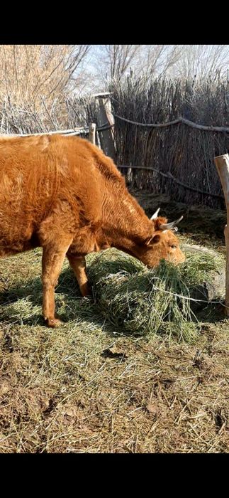 Срочно бызаулы сиыр сатылады
