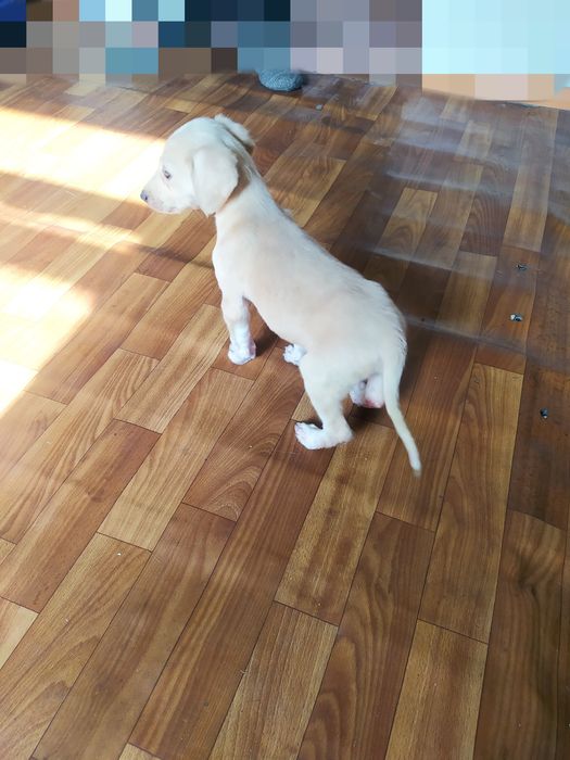 Продам щенка тазы девочка.