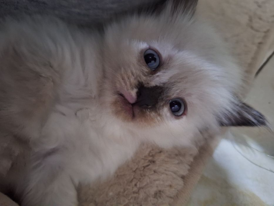 котята,алматы,возраст-1месяц