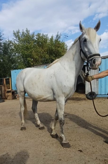 Продам Орловскую кобылу редких кровей