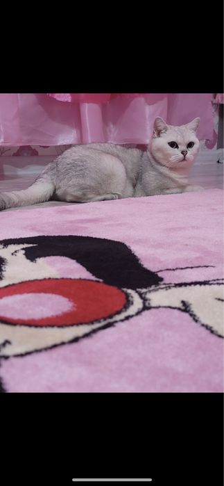 Britanskiy Serebristiy Shinshila