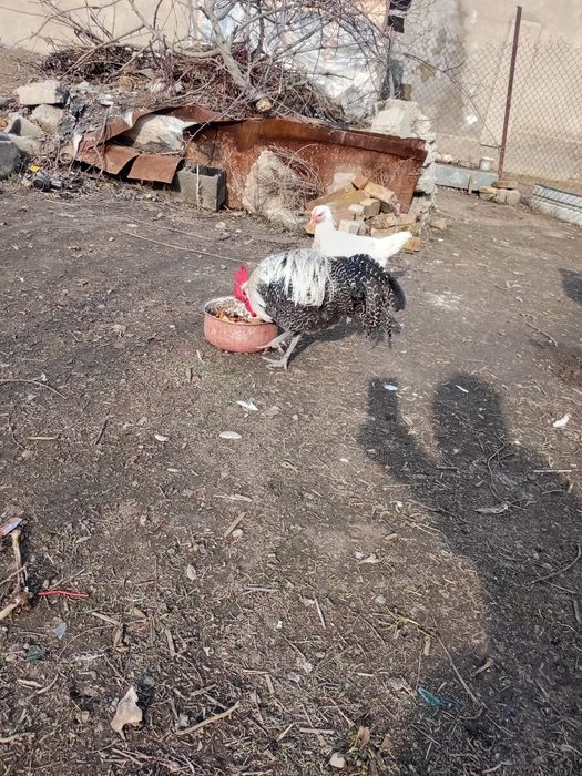 Вариант барма тауықа