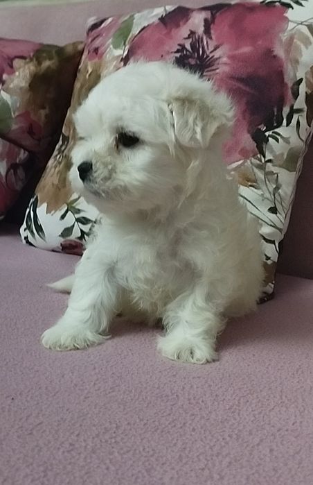 Bichon Maltez toy
