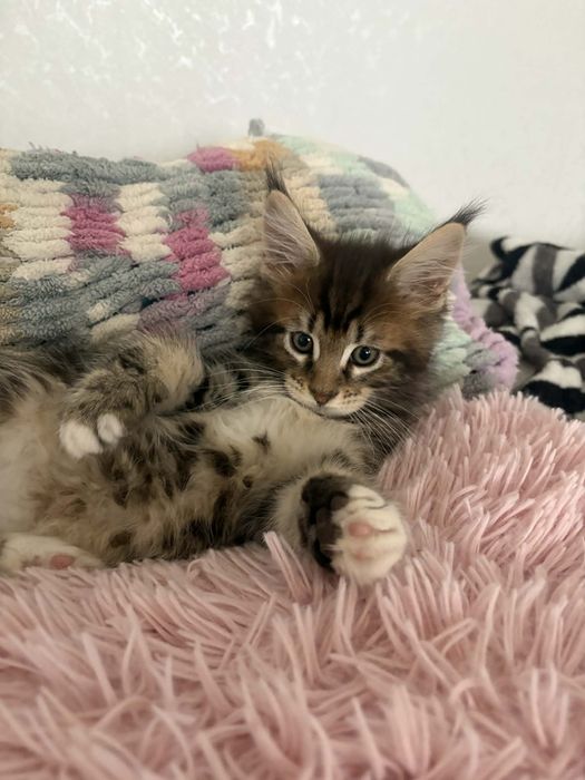 Котенца Мейн Куун