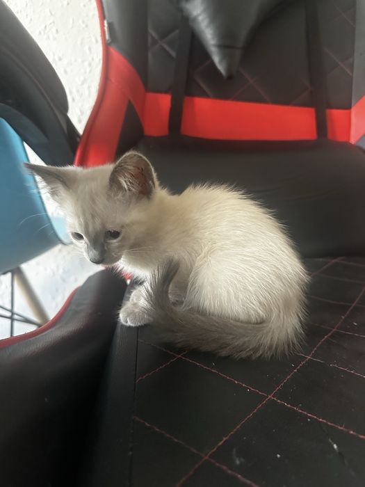 Отдам котенка девочка