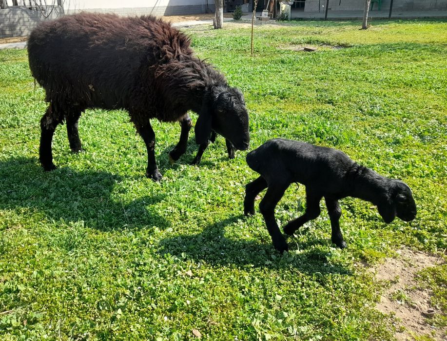 Egzak ona bola sotiladi