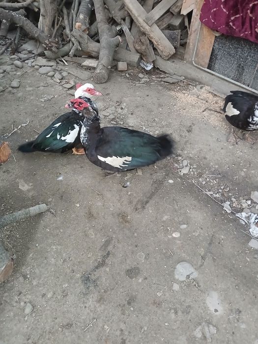 Vand rate lesesti  crescuți natural 100 %