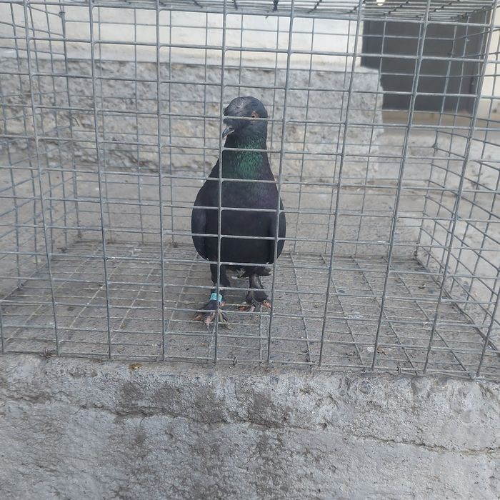 Жук такла насачуби самец