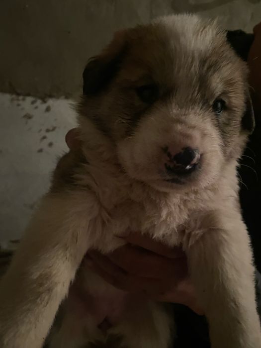 Казахи Тобет девочки