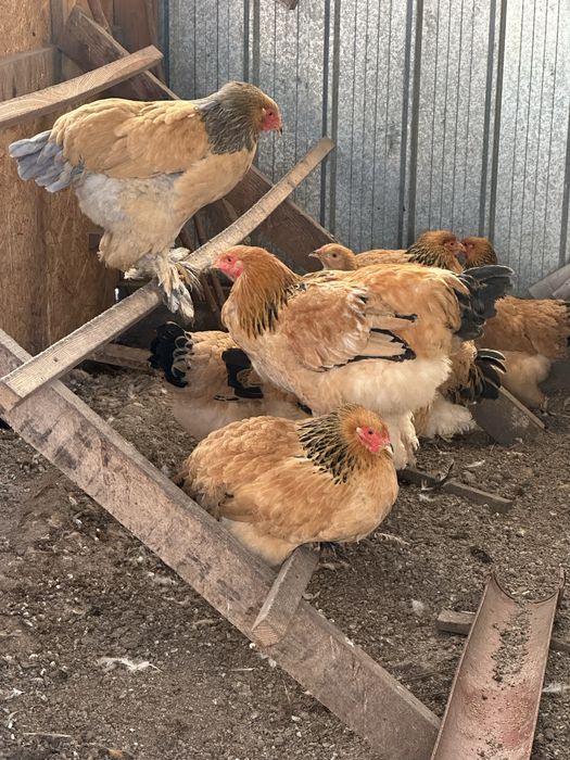Яйцо палевой брамы