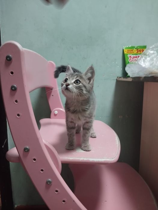 Отдам котят в хорошие руки