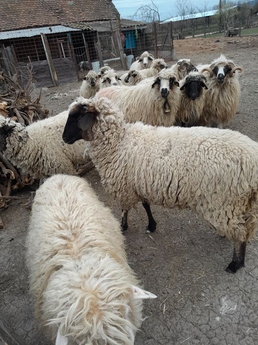 Vând cai și oi 12 bucati