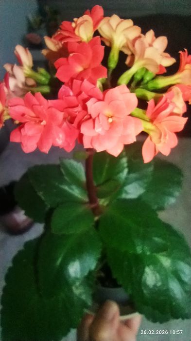 Комнатные растения