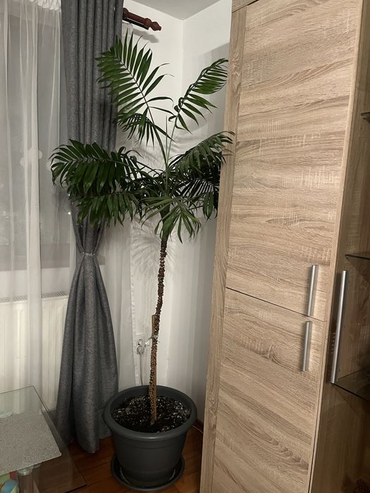 Planta naturala ornamentala