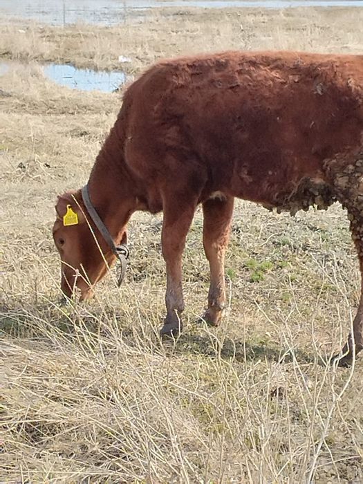 Продам тёлку годовалую