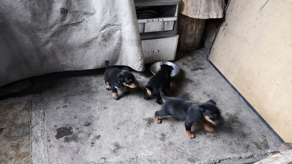 Щенки ягдтерьера