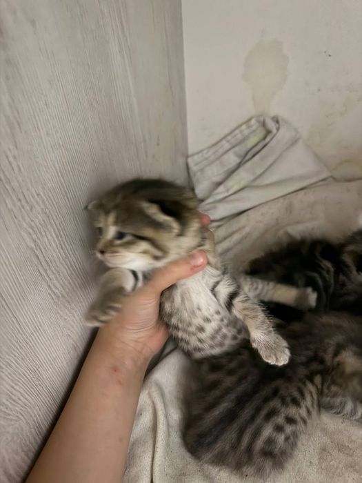 Отдам бесплатно красивых котят