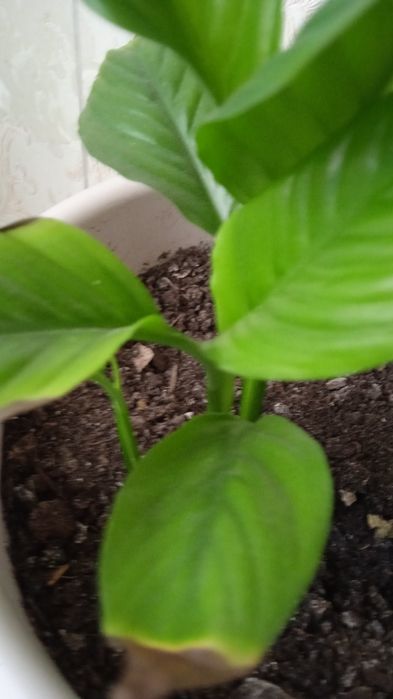 Цветочки,цена 500тенге