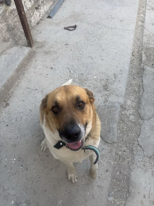 ищем сучку для вязки