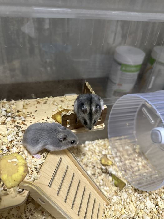 Грызуны Хомяк сатылады