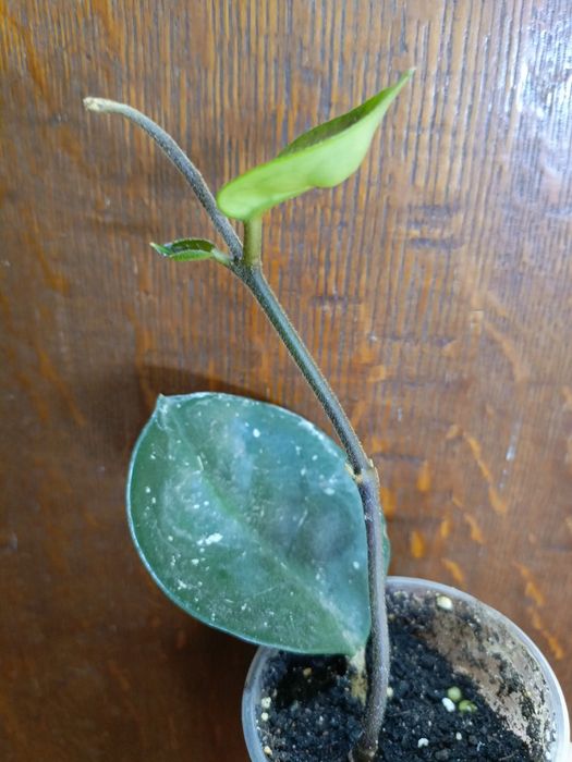 Продам цветочки по 500 тг!