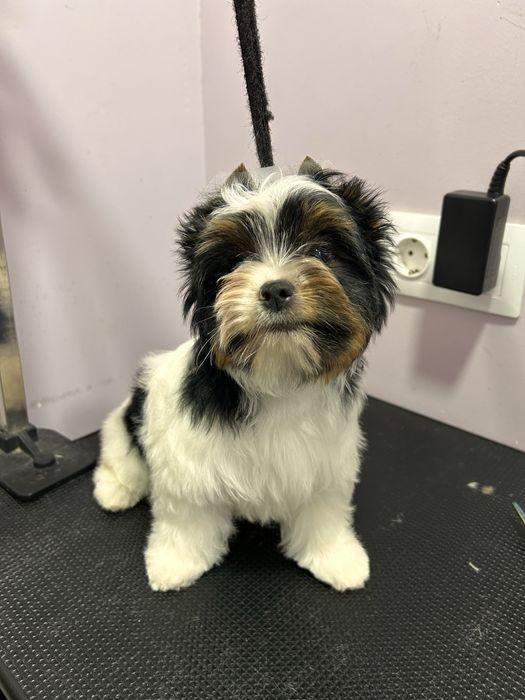 Biewer Yorkie/Бивър